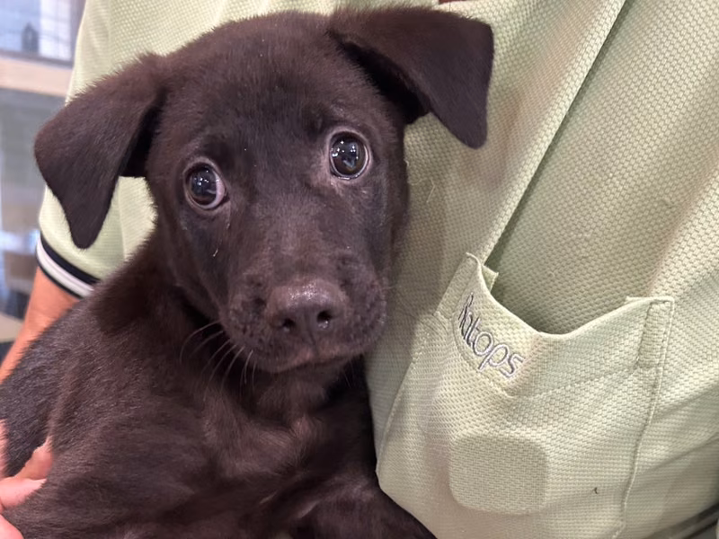 Black young male mixed-breed dog, Medium, shelter no. …7001