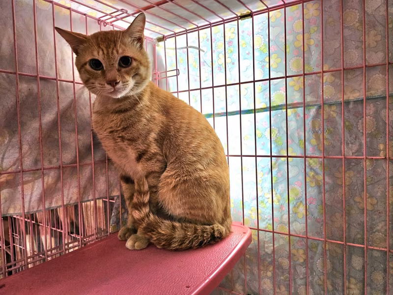 ミックス猫（オス・成猫・茶とトラ）、中型, 施設番号 …2301