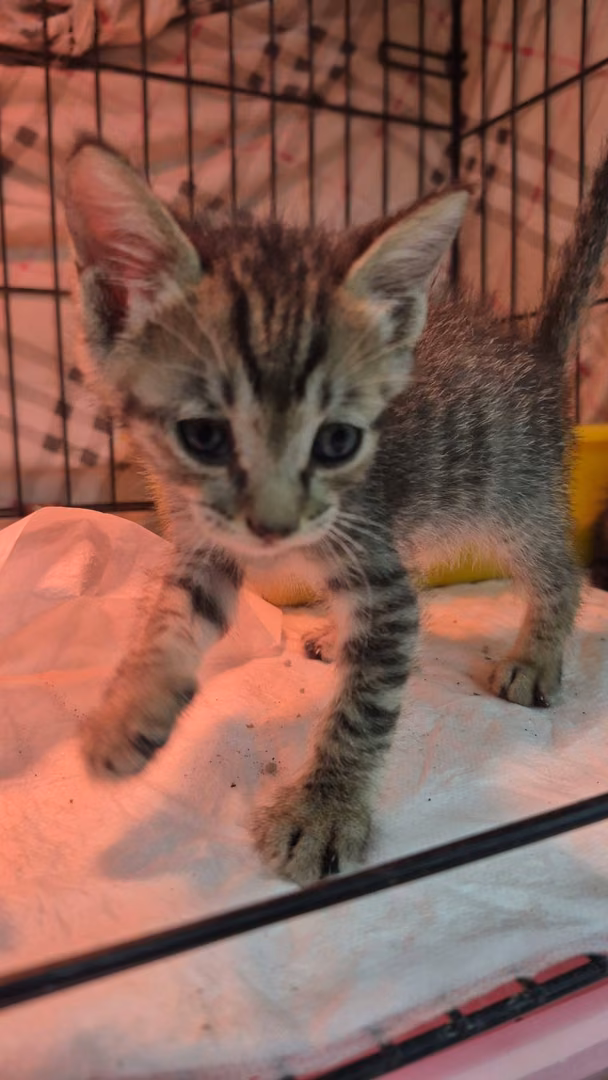Tabby young male mixed-breed cat, Small, shelter no. …5003