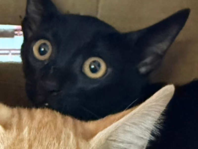 Black young male mixed-breed cat, Small, shelter no. …5-01