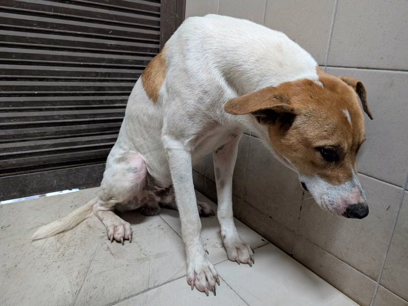 Patched adult male mixed-breed dog, Large, shelter no. …2301