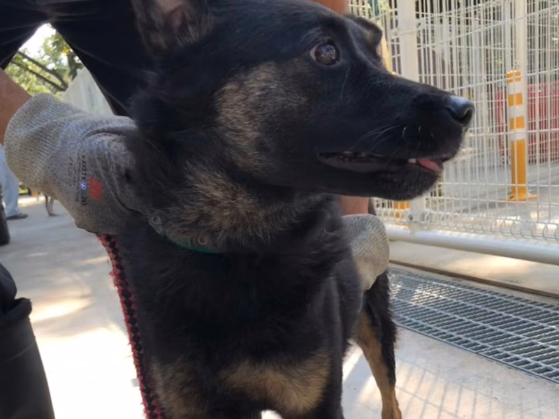Tabby adult male mixed-breed dog, Medium, shelter no. …8-13