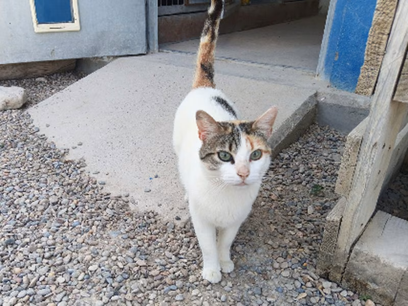 Tika Masala、成犬・成猫 · メス · ヨーロピアンショートヘア