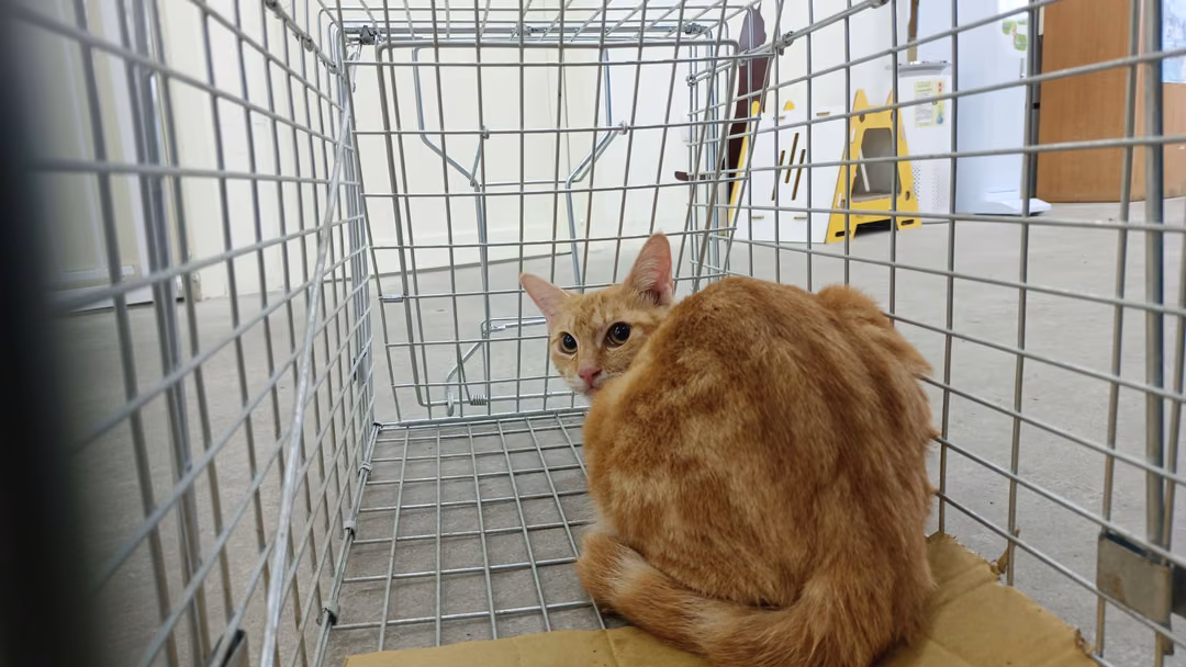 Orange tabby adult female mixed-breed cat, Medium, shelter no. …0707