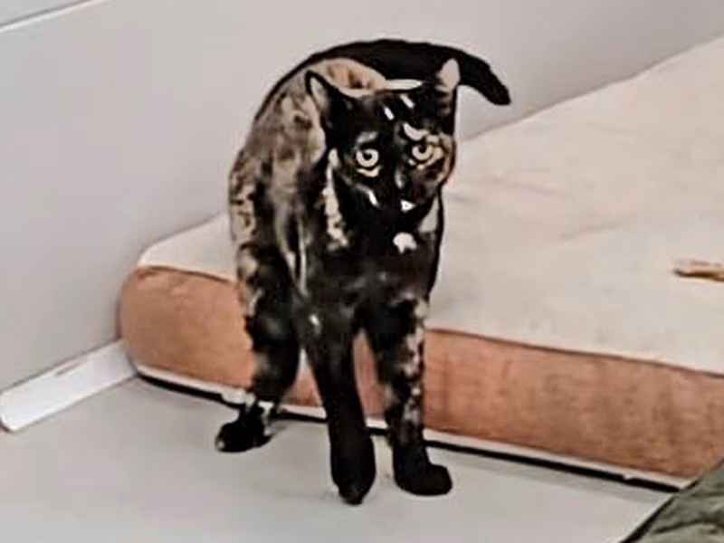 Milanesa, Young · Female · European Shorthair