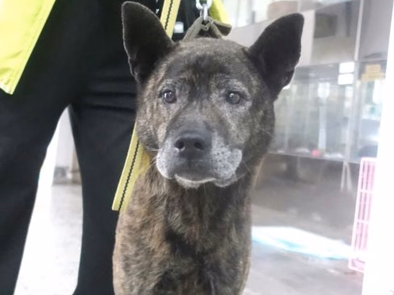 Tabby adult male mixed-breed dog, Large, shelter no. …0729