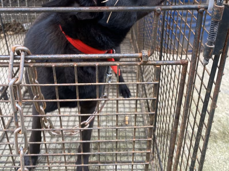 Black adult female mixed-breed dog, Medium, shelter no. …9D02