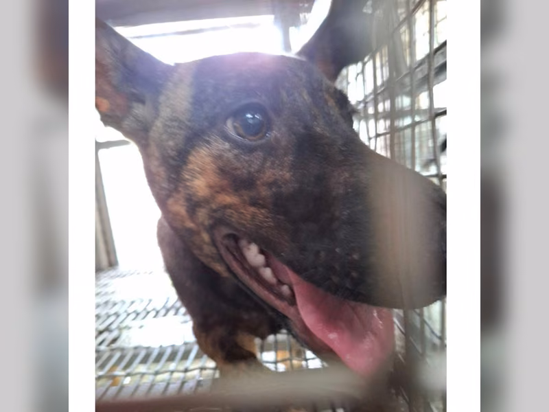 Tabby adult female mixed-breed dog, Large, shelter no. …8-02