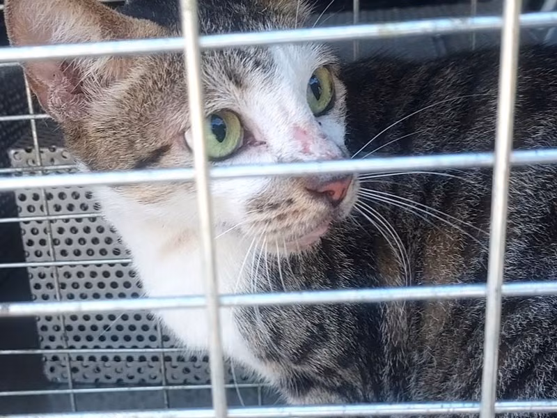 Young male mixed-breed cat, Medium, shelter no. …0001