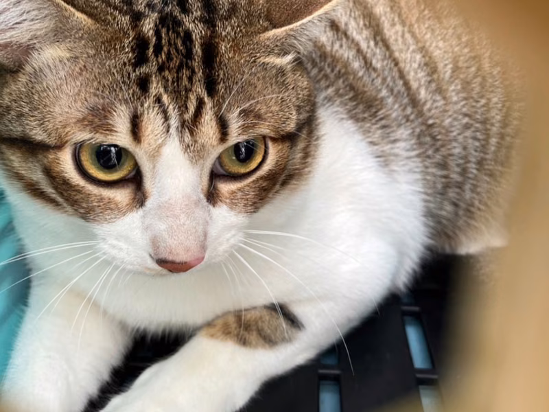 Tabby-and-white adult female mixed-breed cat, Medium, shelter no. …2001