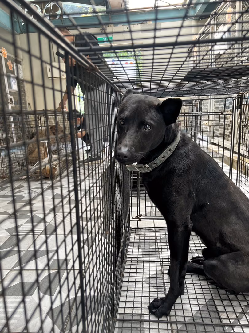 Black adult male mixed-breed dog, Large, shelter no. …1018