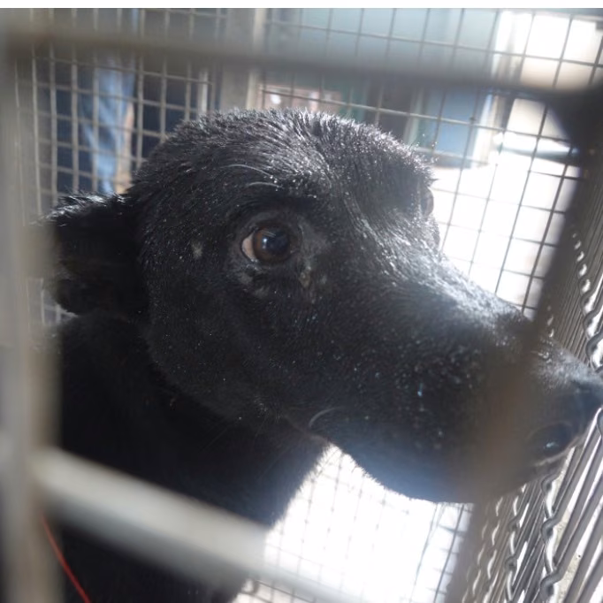 Black adult male mixed-breed dog, Medium, shelter no. …1-08