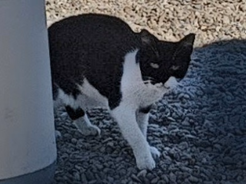 Sardinilla, Adult · Female · Small · European Shorthair