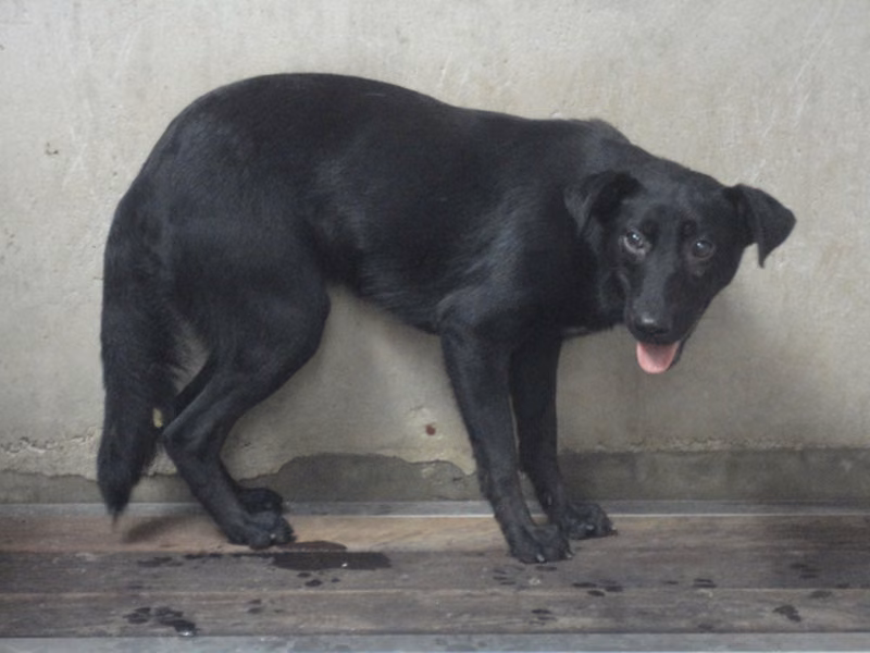 Black adult female mixed-breed dog, Medium, shelter no. …1104