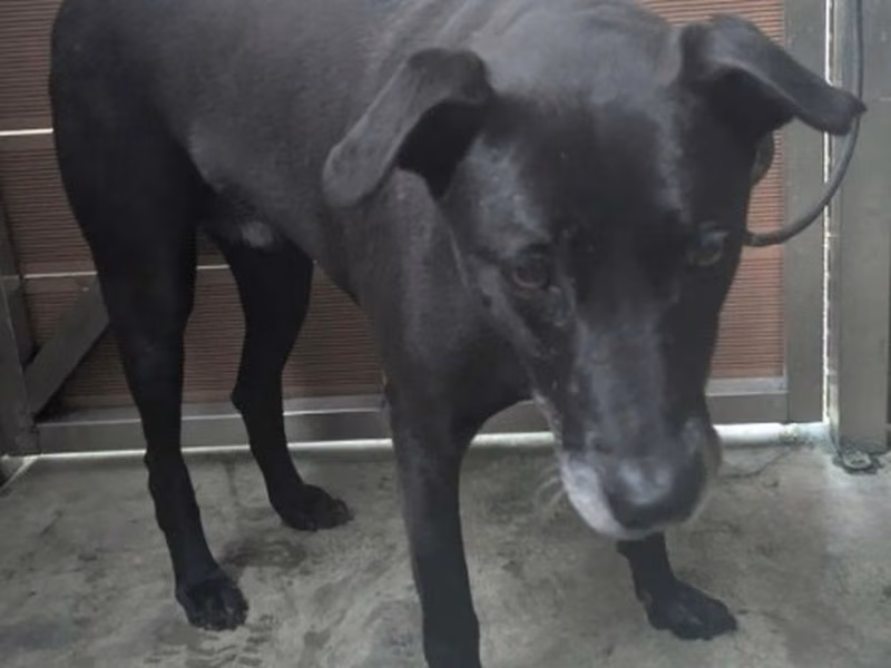 Black adult male mixed-breed dog, Medium, shelter no. …5006