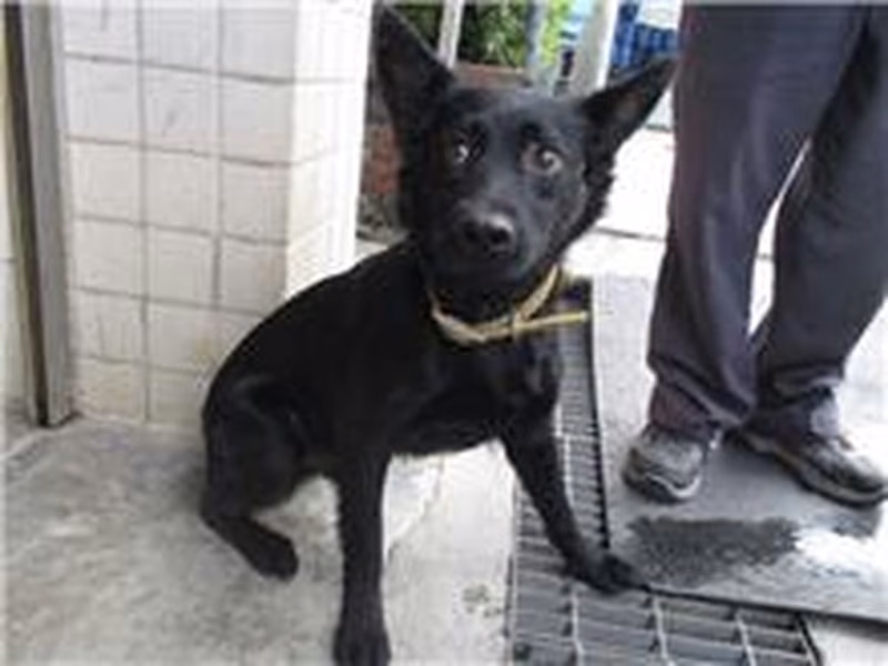 黑色成年公混种犬，中型, 收容编号 …4675