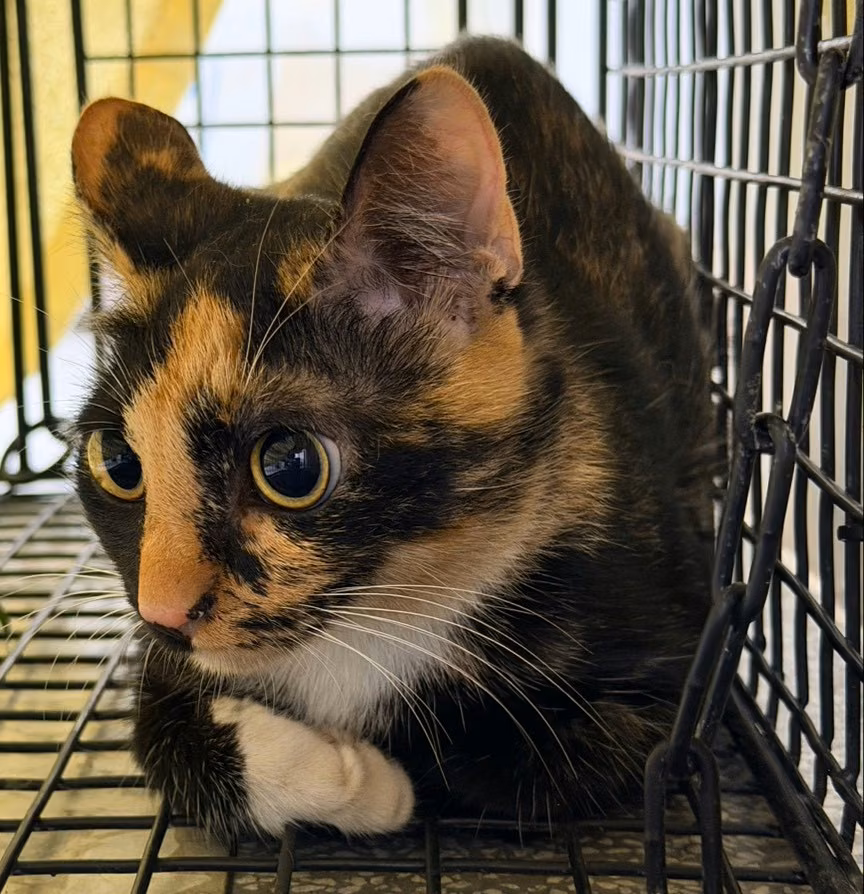 Adult female mixed-breed cat, Medium, shelter no. …0005