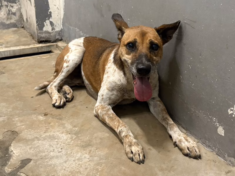 Brown-and-white adult male mixed-breed dog, Medium, shelter no. …4001