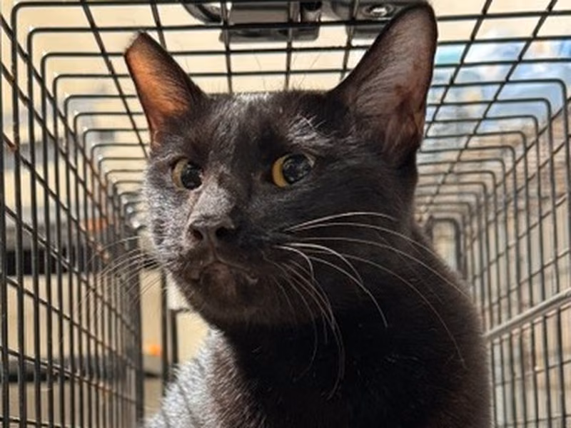 Pusang halo ang lahi (Matanda na, itim), Malaki, blg. ng shelter …4004