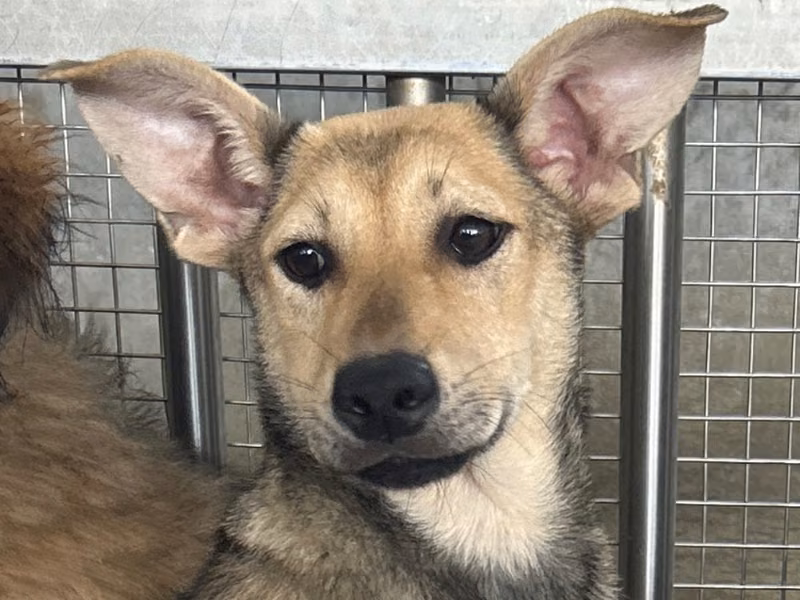 Black-and-tan young female mixed-breed dog, Medium, shelter no. …3010