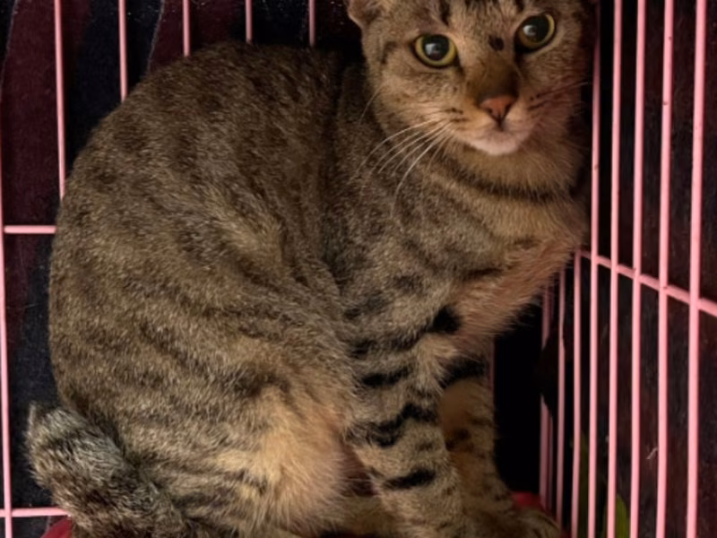 Tabby adult female mixed-breed cat, Medium, shelter no. …1106