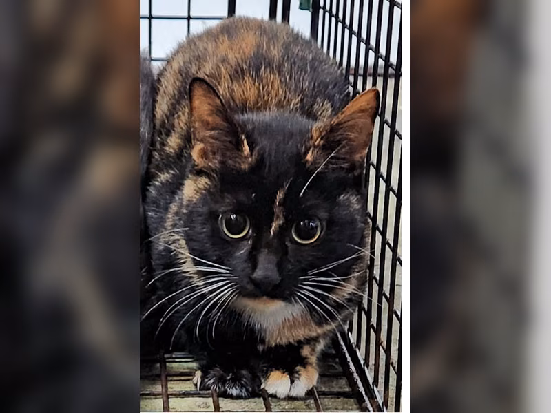 Adult female mixed-breed cat, Medium, shelter no. …2002