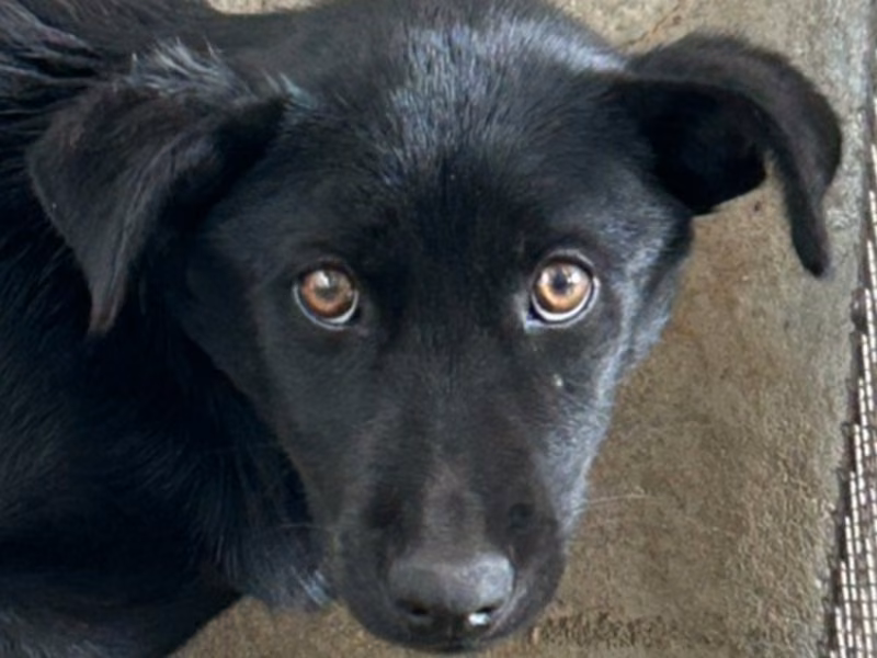 Black young female mixed-breed dog, Medium, shelter no. …9009