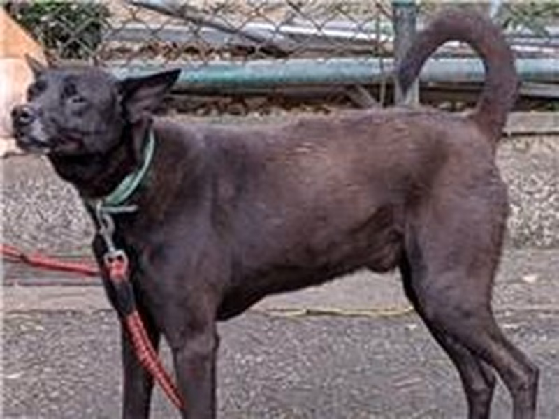 Black young male mixed-breed dog, Small, shelter no. …0603