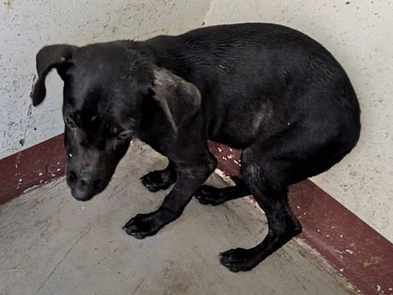 Black young female mixed-breed dog, Large, shelter no. …1505