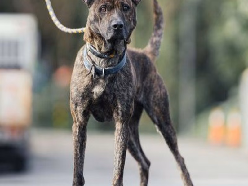 Tabby adult male mixed-breed dog, Medium, shelter no. …7001