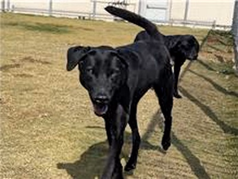 Black adult male mixed-breed dog, Small, shelter no. …4006