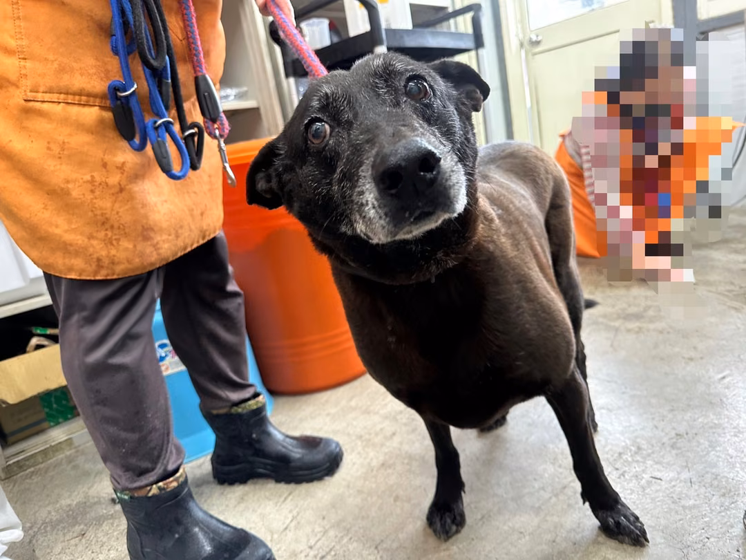 Black adult female mixed-breed dog, Medium, shelter no. …1801