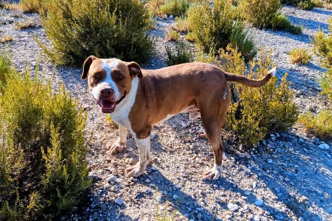 Cheewacca, Adult · Male · Large · Mixed breed