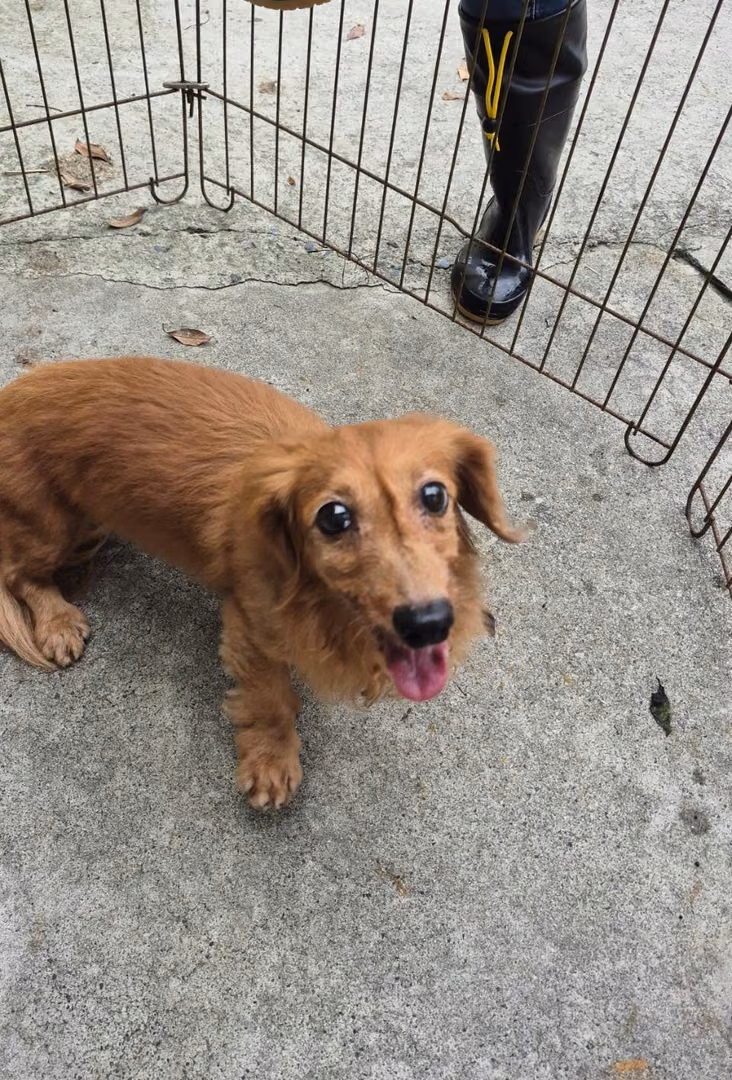 Brown adult female dachshund, Small, shelter no. …8001