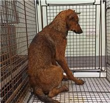 Brown young male mixed-breed dog, Medium, shelter no. …6D01
