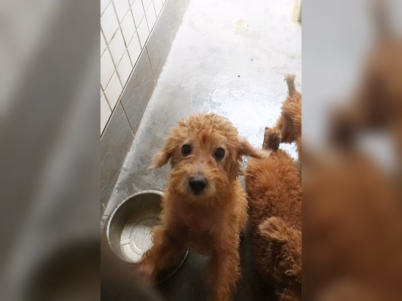 Brown adult male poodle, Medium, shelter no. …0103
