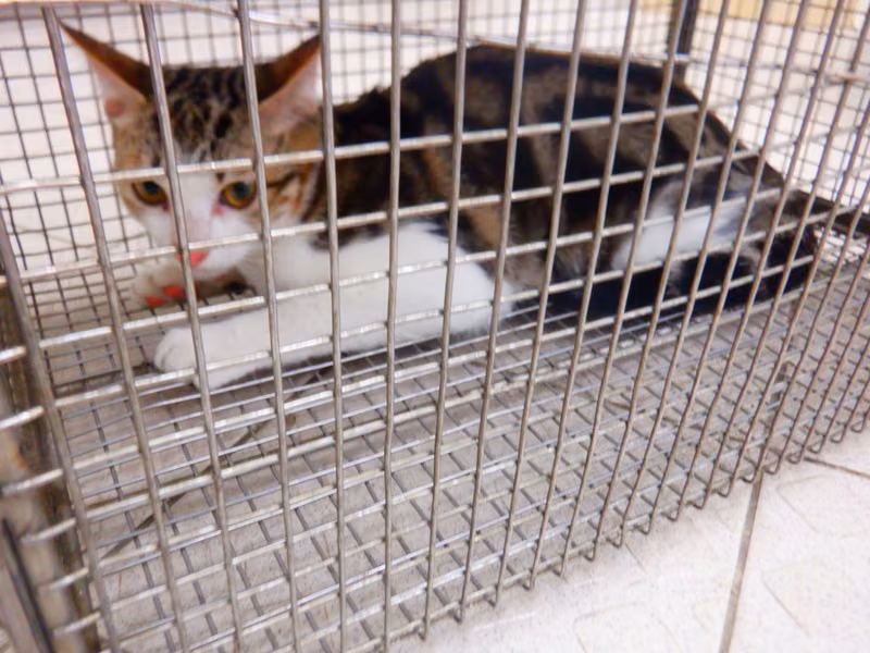Tabby-and-white adult female mixed-breed cat, Small, shelter no. …02C5