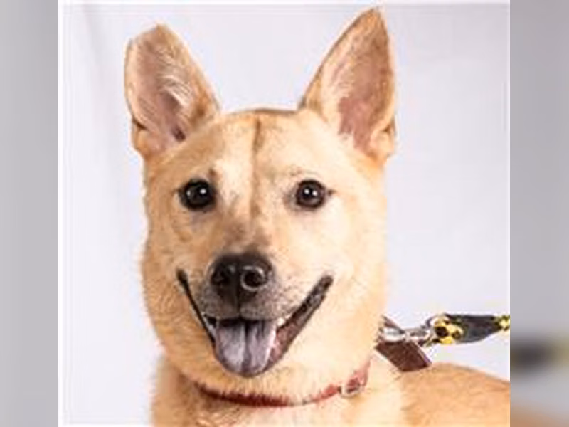 Tan adult female mixed-breed dog, Medium, shelter no. …3007
