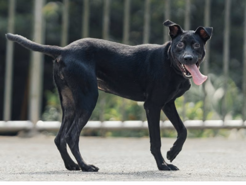 Black adult female mixed-breed dog, Medium, shelter no. …1604