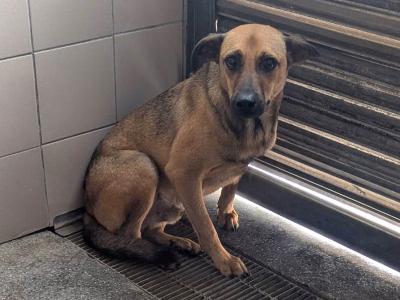 Tan adult female mixed-breed dog, Large, shelter no. …1520