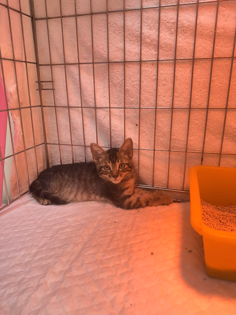 Tabby young male mixed-breed cat, Small, shelter no. …5002