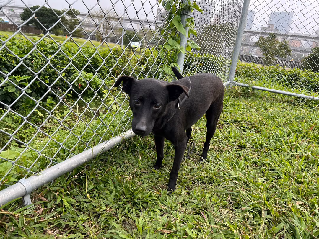 Black adult male mixed-breed dog, Medium, shelter no. …1109
