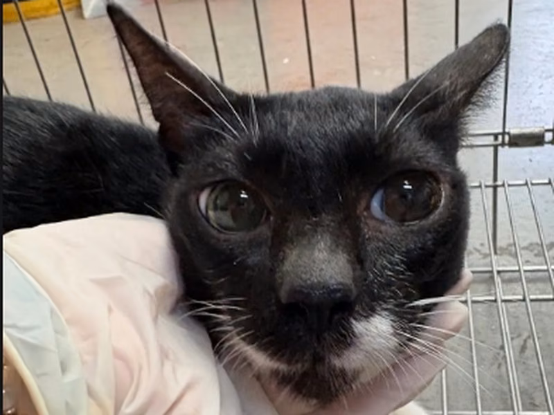Black-and-white adult male mixed-breed cat, Medium, shelter no. …4001