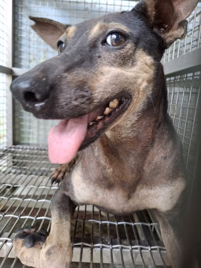Black adult female mixed-breed dog, Medium, shelter no. …2-01