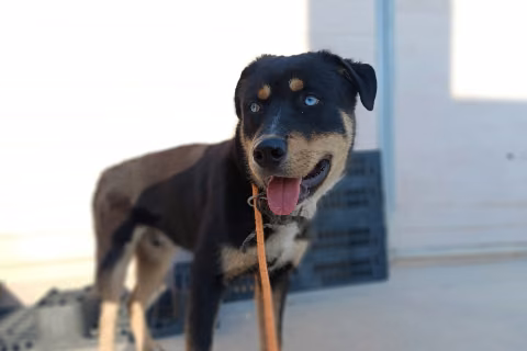 Ternasky, Male · Dog
