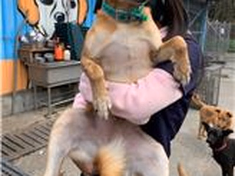 Tan adult female mixed-breed dog, Medium, shelter no. …2009