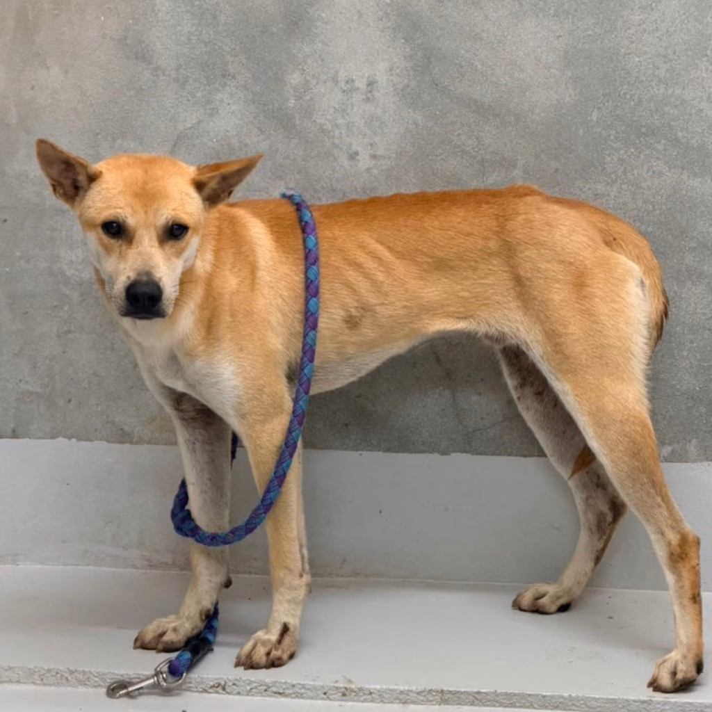 Tan adult male mixed-breed dog, Large, shelter no. …9001