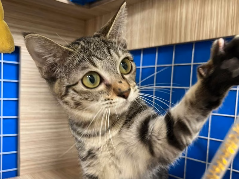 Pusang halo ang lahi (Lalaki, Bata, may guhit), Maliit, blg. ng shelter …5-01