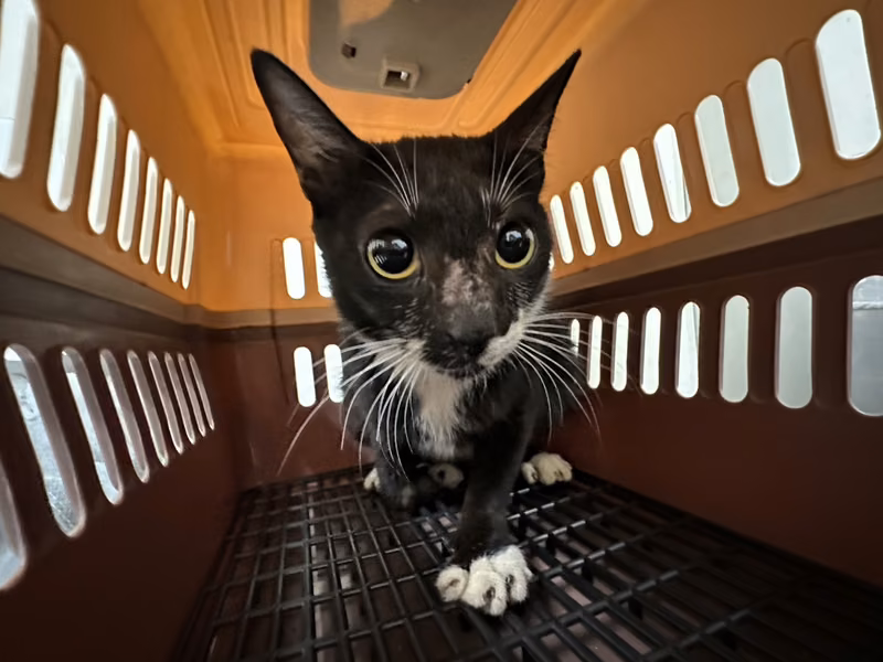 Black-and-white adult female mixed-breed cat, Medium, shelter no. …2102