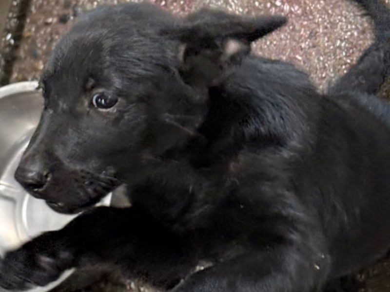 Black adult female mixed-breed dog, Medium, shelter no. …3013